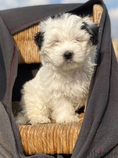 havanese puppies اجمل جراوي هفانيز