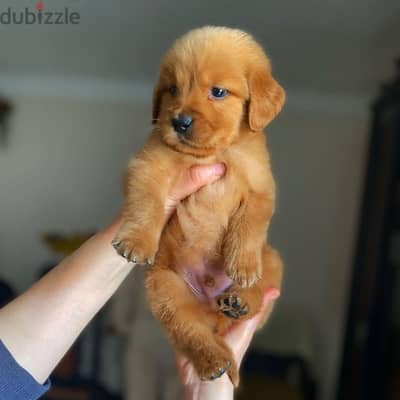 golden retriever puppies جولدن ريتريفر