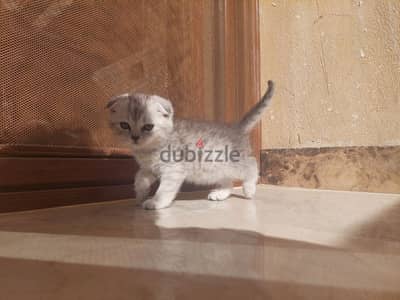 Scottish fold kitten