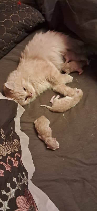 Mother cat & 4 kittens for sale (all female) 2