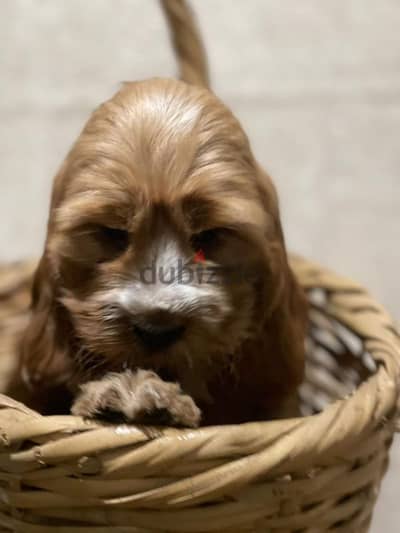 cockapoo puppies for sale