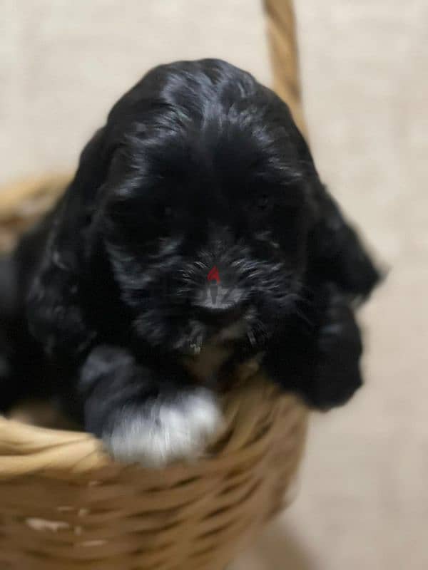 cockapoo puppies for sale 1