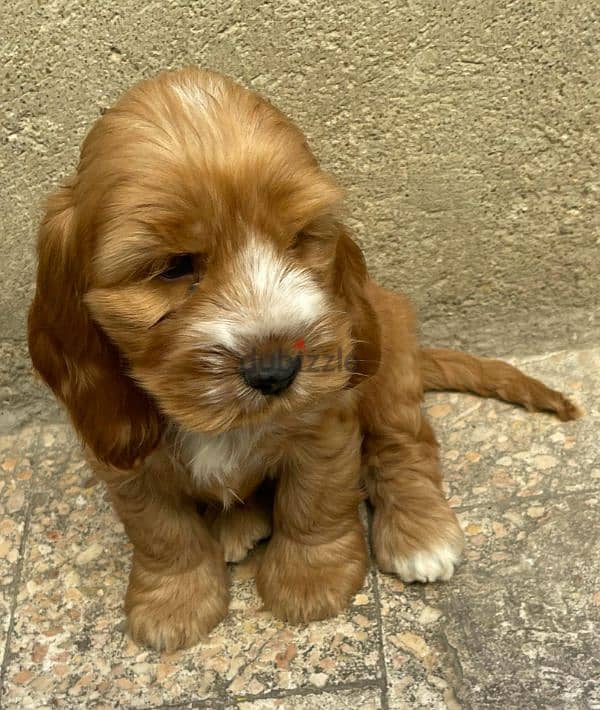 cockapoo puppies for sale 2