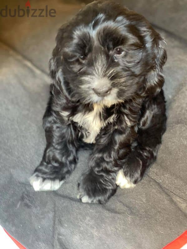 cockapoo puppies for sale 3