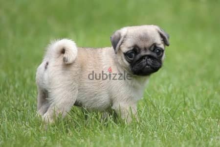 pug pure puppies