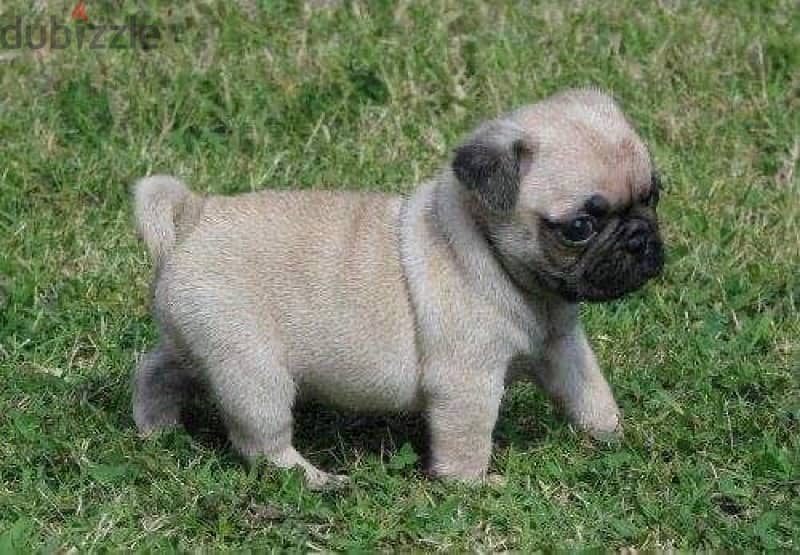 pug pure puppies 1