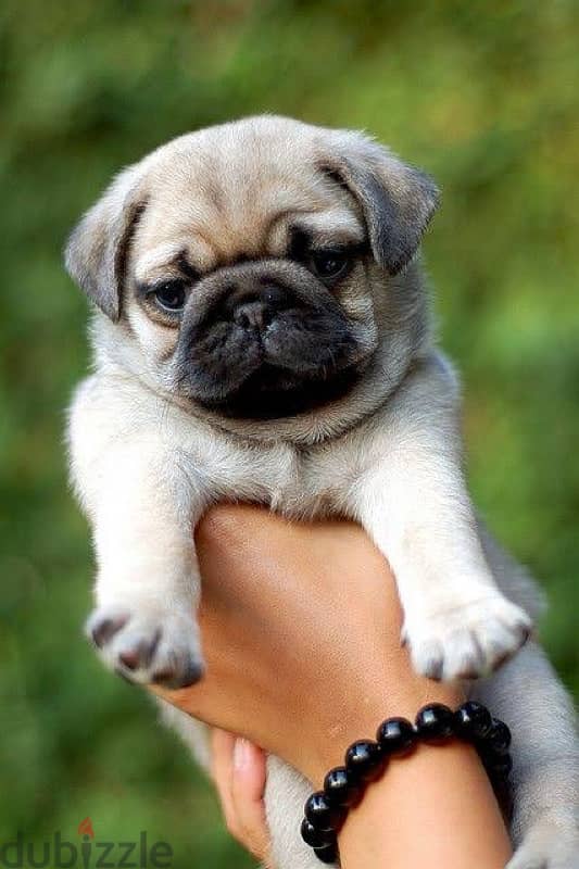 pug pure puppies 2