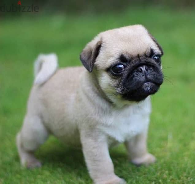 pug pure puppies 3