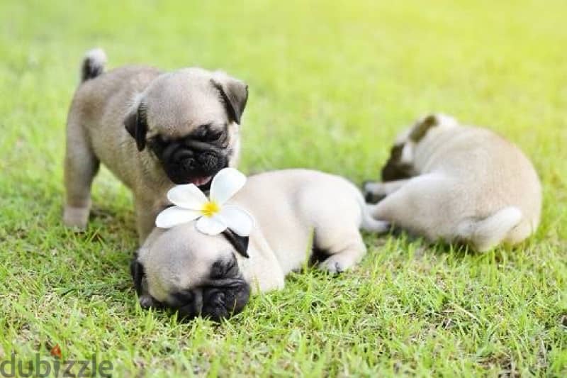 pug pure puppies 4