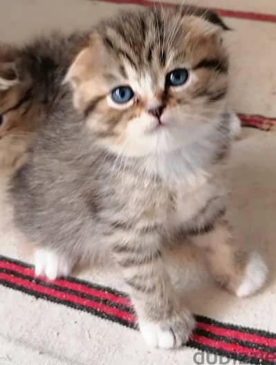 Scottish fold short hair