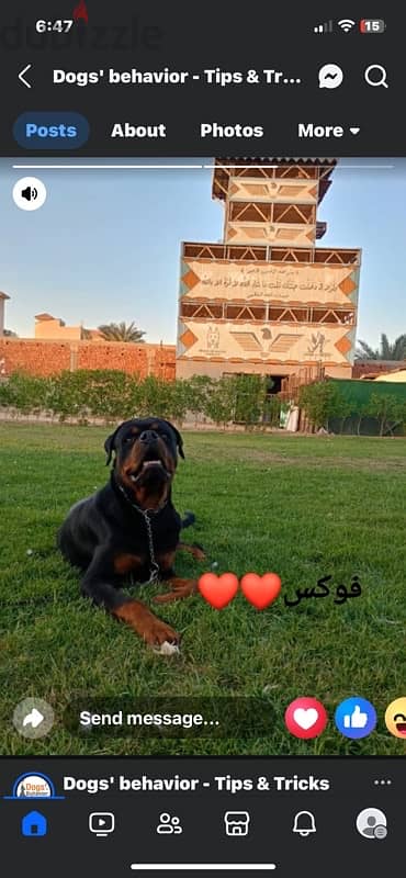 كلب روت وايلر rottweiler