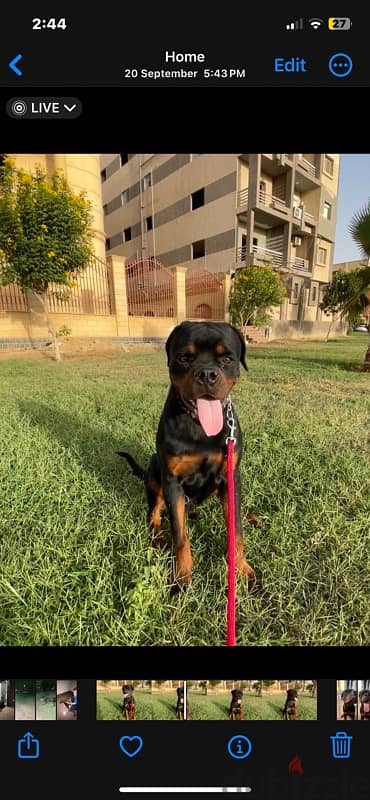 كلب روت وايلر rottweiler 1