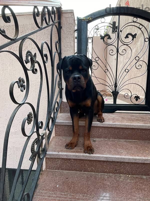 كلب روت وايلر rottweiler 2