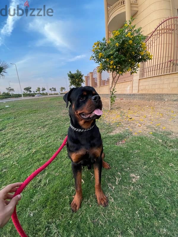 كلب روت وايلر rottweiler 3