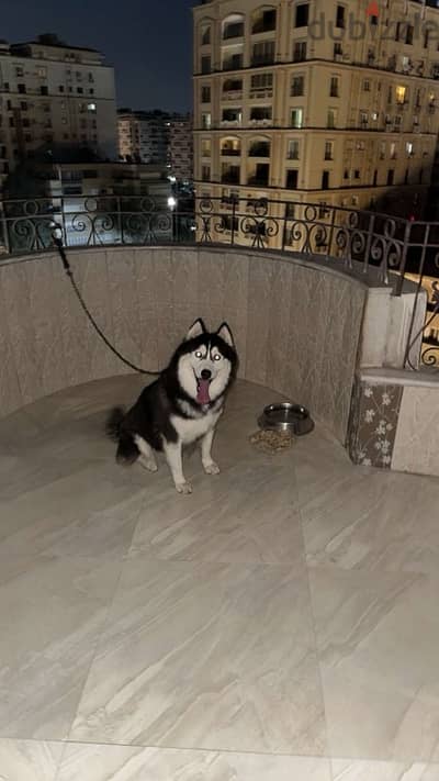 husky