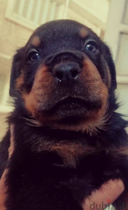 جراوي روت وايلر الماني Rottweiler male & female 2