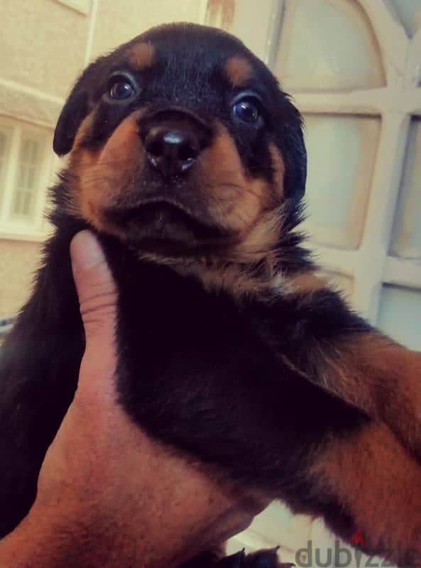 جراوي روت وايلر الماني Rottweiler male & female 4