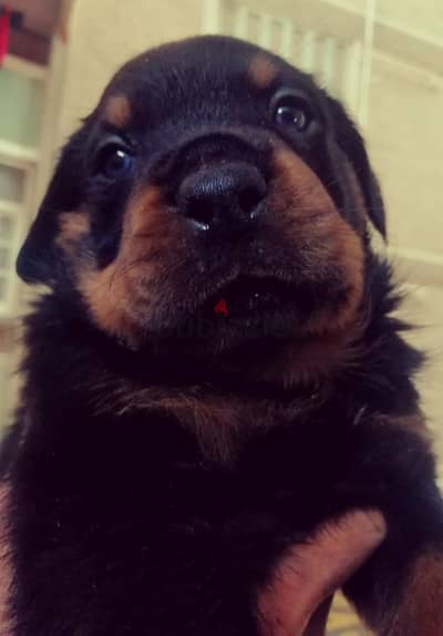 جراوي روت وايلر الماني Rottweiler male & female