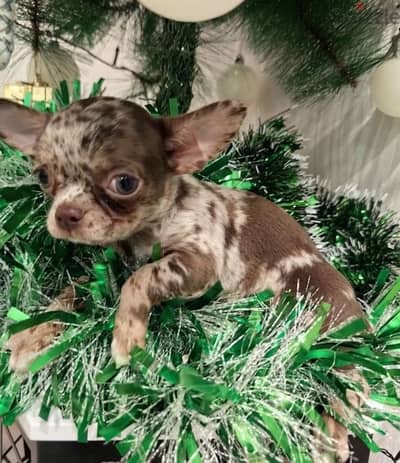 Chihuahua Boy in rare and luxurious color from Russia