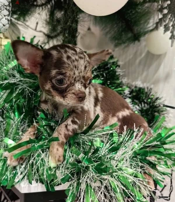 Chihuahua Boy in rare and luxurious color from Russia 3