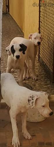 Dogo Argentino puppies fully vaccined