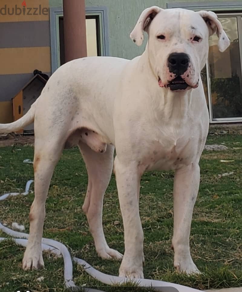 Dogo Argentino puppies fully vaccined 1