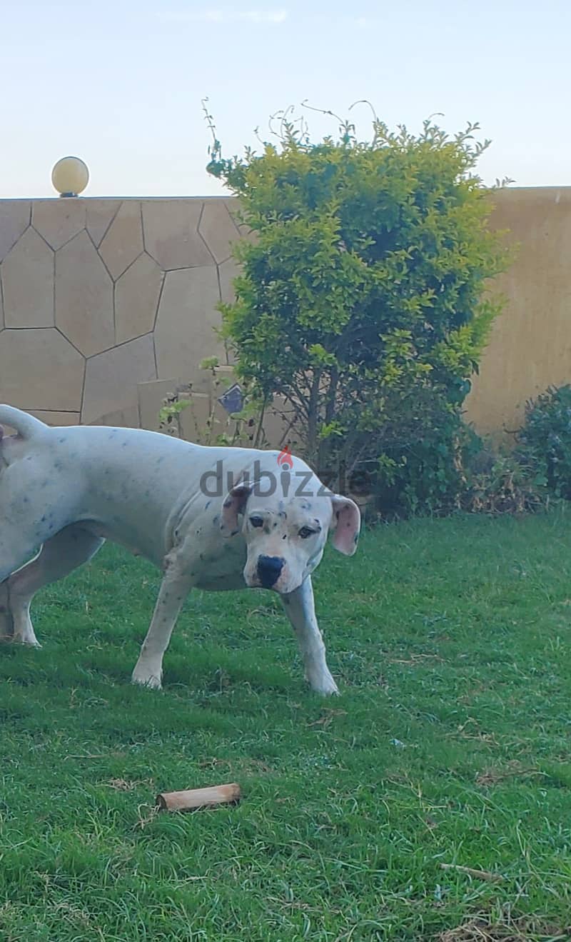 Dogo Argentino puppies fully vaccined 2