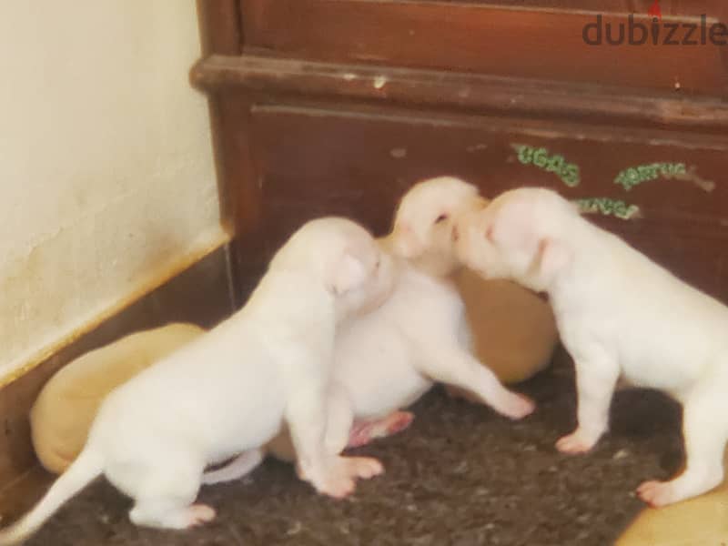 Dogo Argentino puppies fully vaccined 3