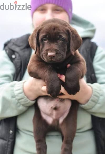 chocolate Labrador puppy boy from Russia