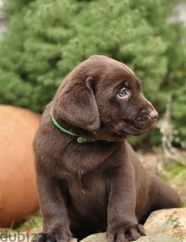 chocolate Labrador puppy boy from Russia 1