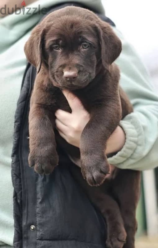 chocolate Labrador puppy boy from Russia 2