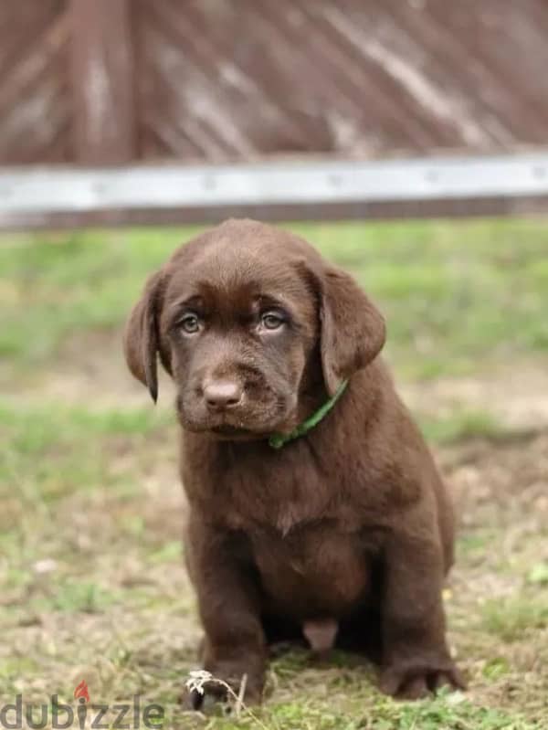 chocolate Labrador puppy boy from Russia 3