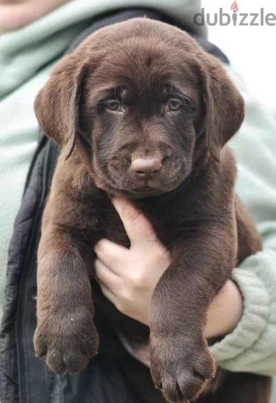 chocolate Labrador puppy boy from Russia 4