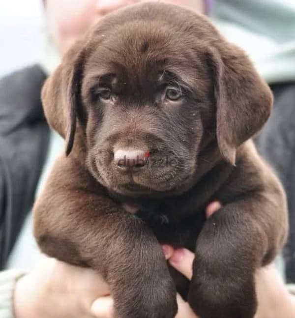 chocolate Labrador puppy boy from Russia 5