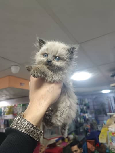 Himalaya Kitten