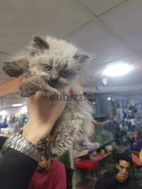 Himalaya Kitten 1