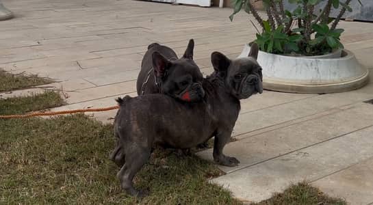 2 female French Bulldog