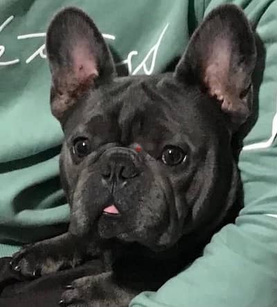 french bulldog