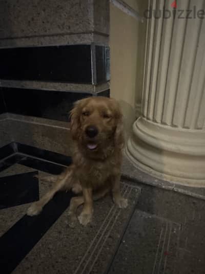 golden retriever 11 months and he is a male