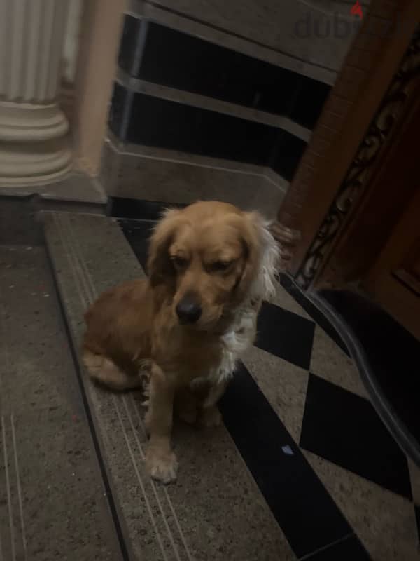 golden retriever 11 months and he is a male 1