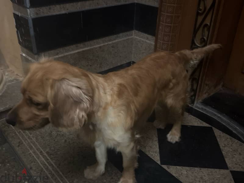 golden retriever 11 months and he is a male 2