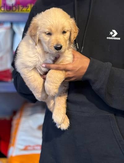 كلبة جولدن للبيع 47 يوم للبيع -golden retriever 47 days for sell