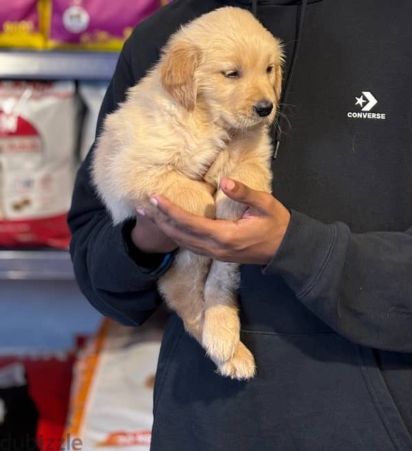 كلبة جولدن للبيع 47 يوم للبيع -golden retriever 47 days old for sell 1