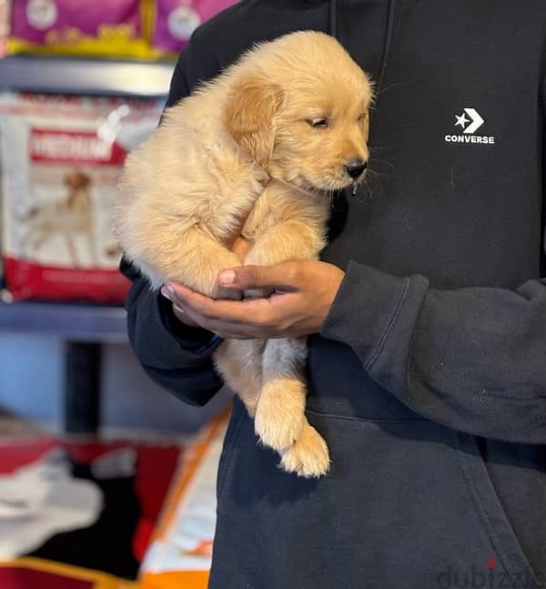 كلبة جولدن للبيع 47 يوم للبيع -golden retriever 47 days old for sell 2