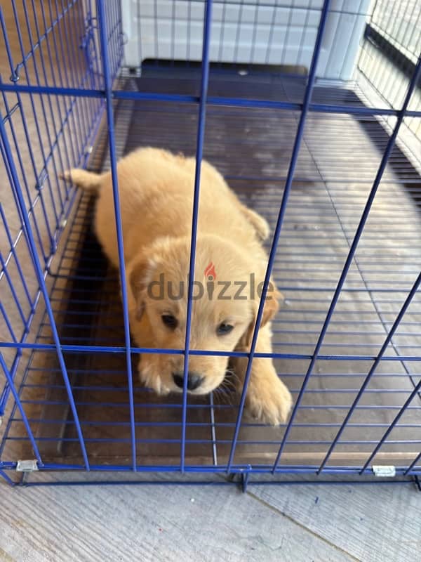 كلبة جولدن للبيع 47 يوم للبيع -golden retriever 47 days old for sell 4