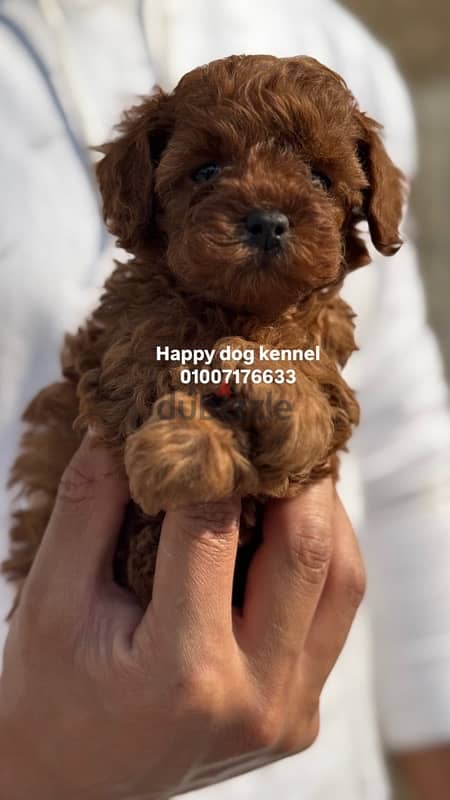 teacup poodle top quailty in egypt darkest color in egypt 1