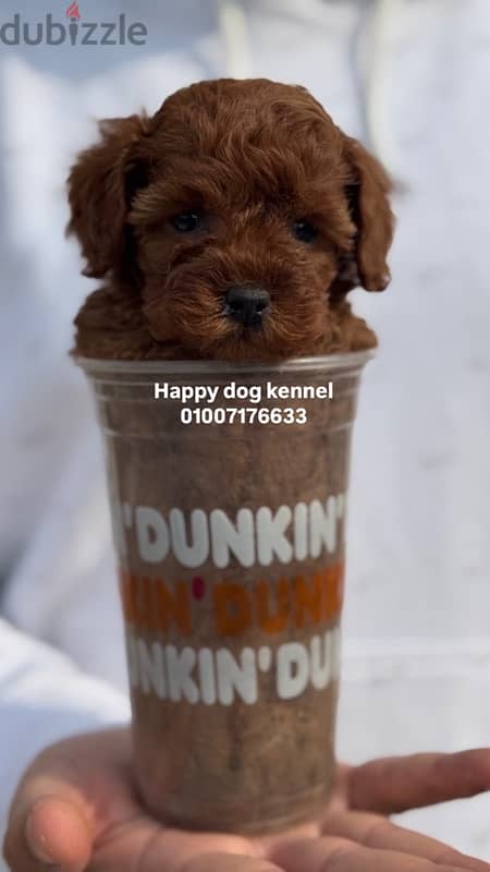 teacup poodle top quailty in egypt darkest color in egypt 2