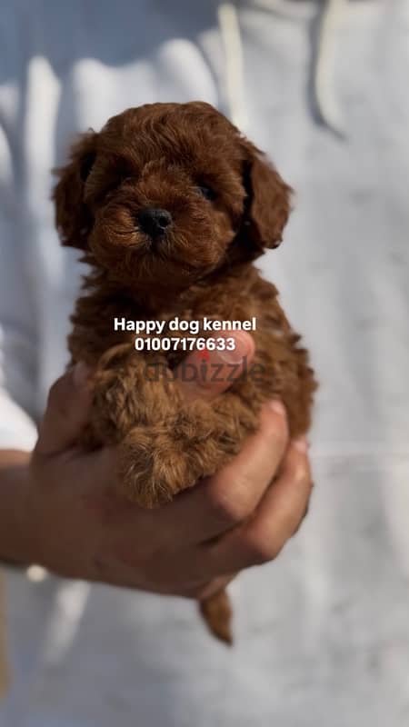 teacup poodle top quailty in egypt darkest color in egypt 3