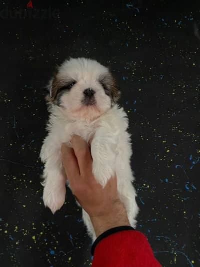 ShihtZu pure