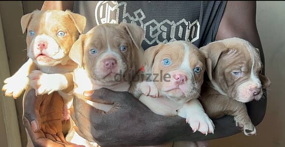 Blue eyes Red nose puppies